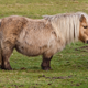 Imagen para el artículo titulado Los caballos de las guerras medievales eran más pequeños que los ponis modernos